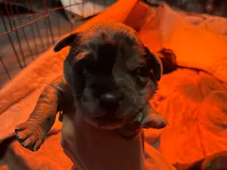 Mixed Breed dogs Mixed Breed Puppy 4 - Ad 7