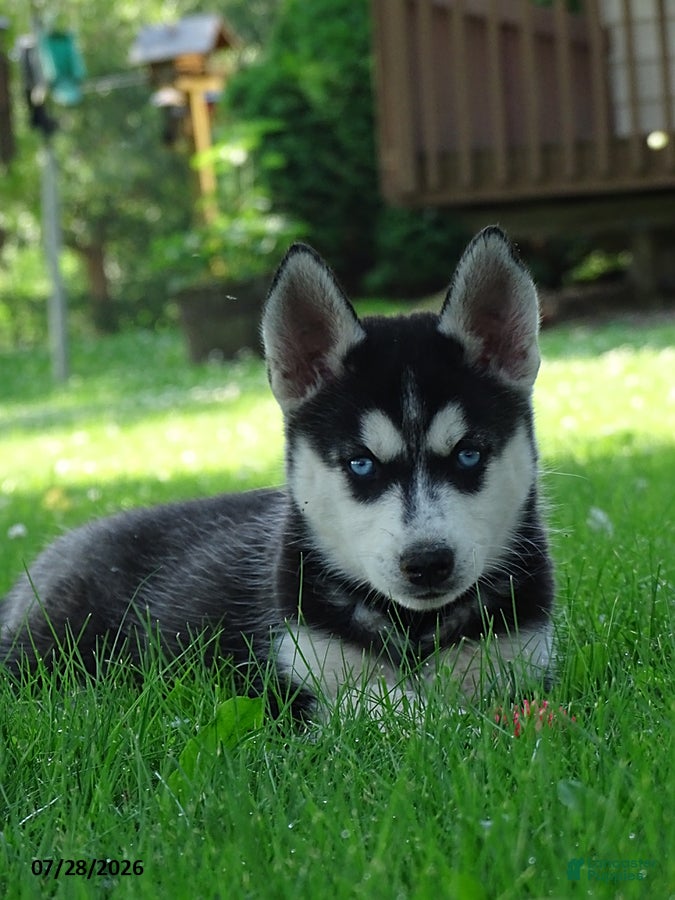 Siberian Husky dogs Penny - Ad 7