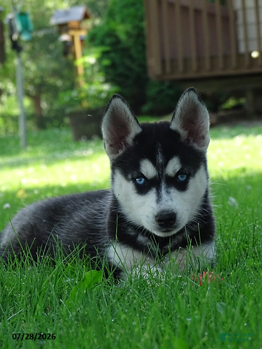Siberian Husky dogs for sale: Penny - Ad 1