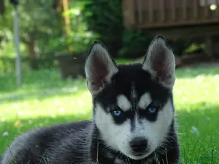 Siberian Husky dogs Penny - Ad 7