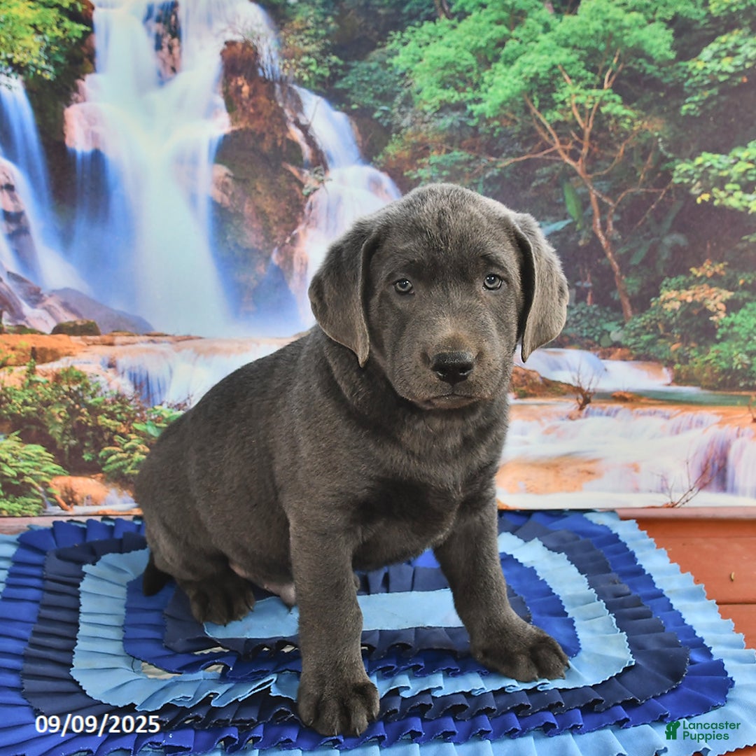 Labrador Retriever dogs for sale: Cash - Ad 16