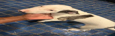 Bull Terrier Male