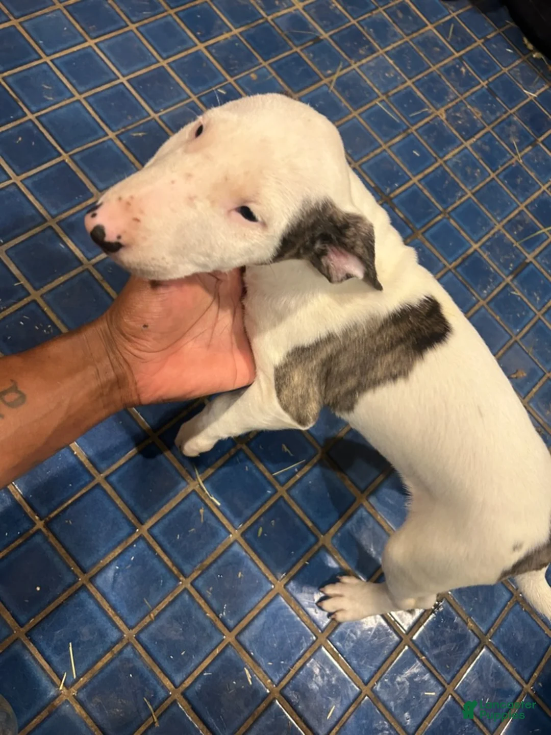 Bull Terrier dogs for sale: Bull Terrier Male - Ad 1