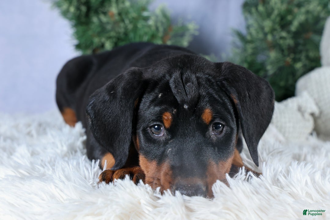 Doberman Pinscher dogs for sale: TINA - Ad 5