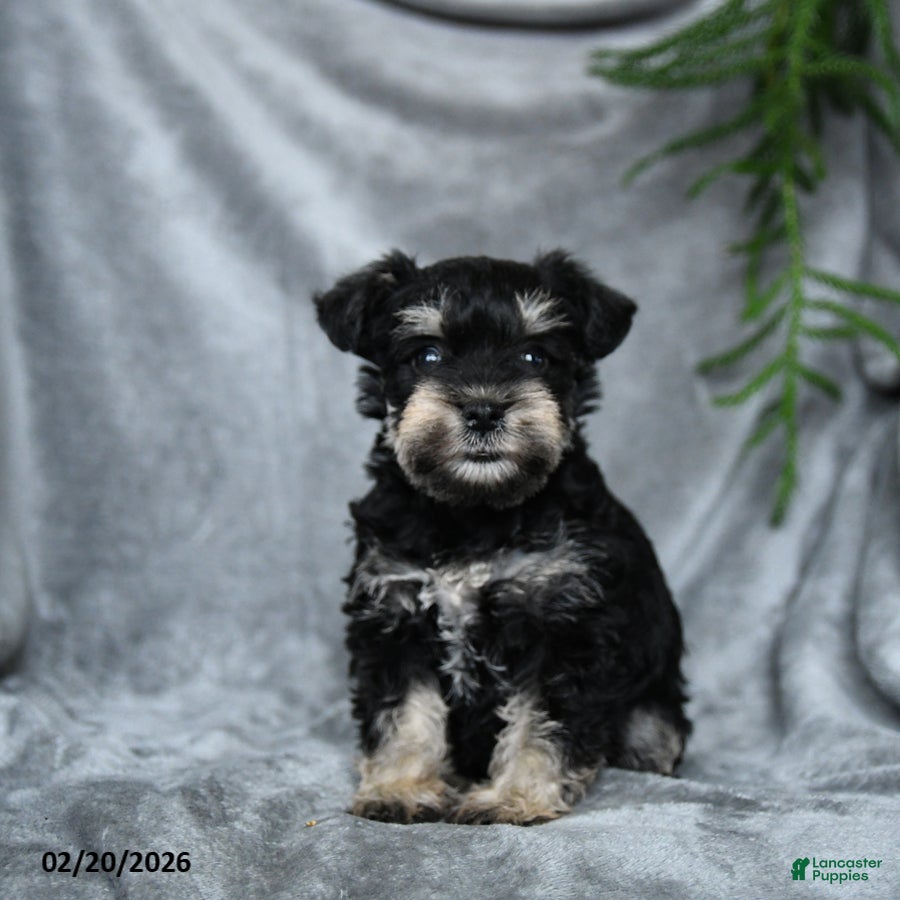 Miniature Schnauzer dogs Francesca - Ad 1