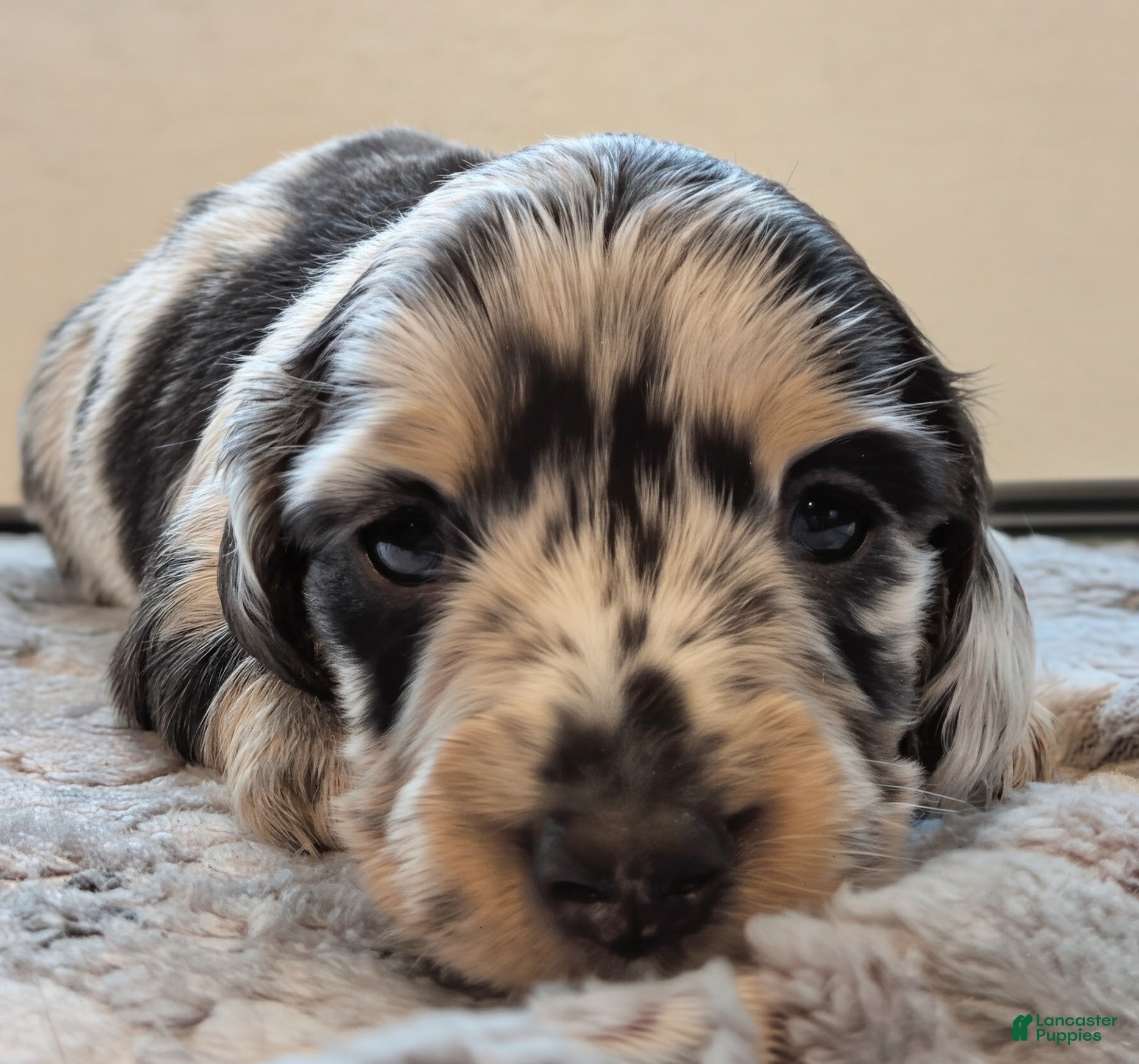 Miniature Dachshund dogs for sale: Oreo - Ad 2