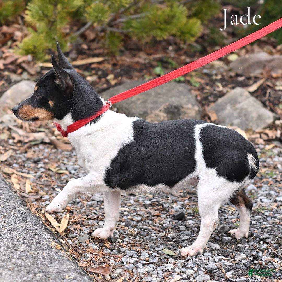 Jack Russell Terrier dogs for sale: Jack Russell Terrier Puppy 1 - Ad 1