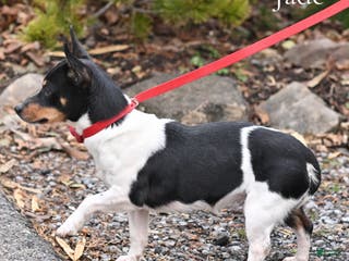 Jack Russell Terrier dogs Jack Russell Terrier Puppy 1 - Ad 8