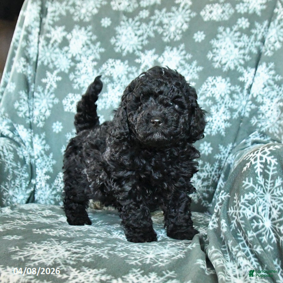 Toy Poodle dogs Pepper - Ad 1