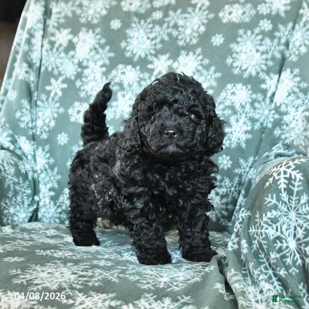 Toy Poodle dogs for sale: Pepper - Ad 1