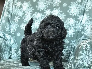 Toy Poodle dogs for sale: Pepper - Ad 2