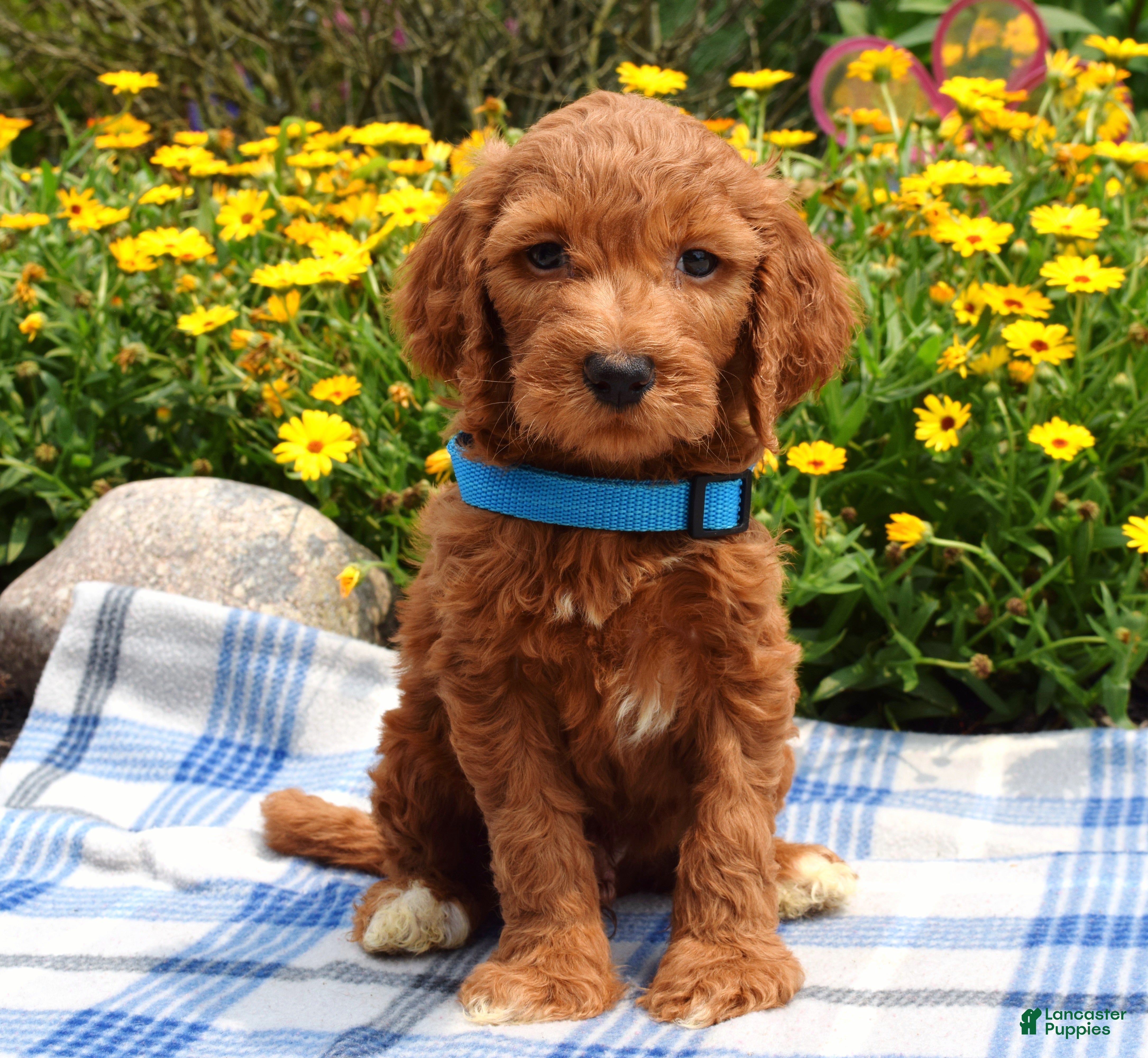 Sheepadoodle dogs Simba - Ad 2