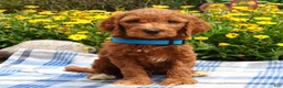 Sheepadoodle dogs for sale: Simba - Ad 2