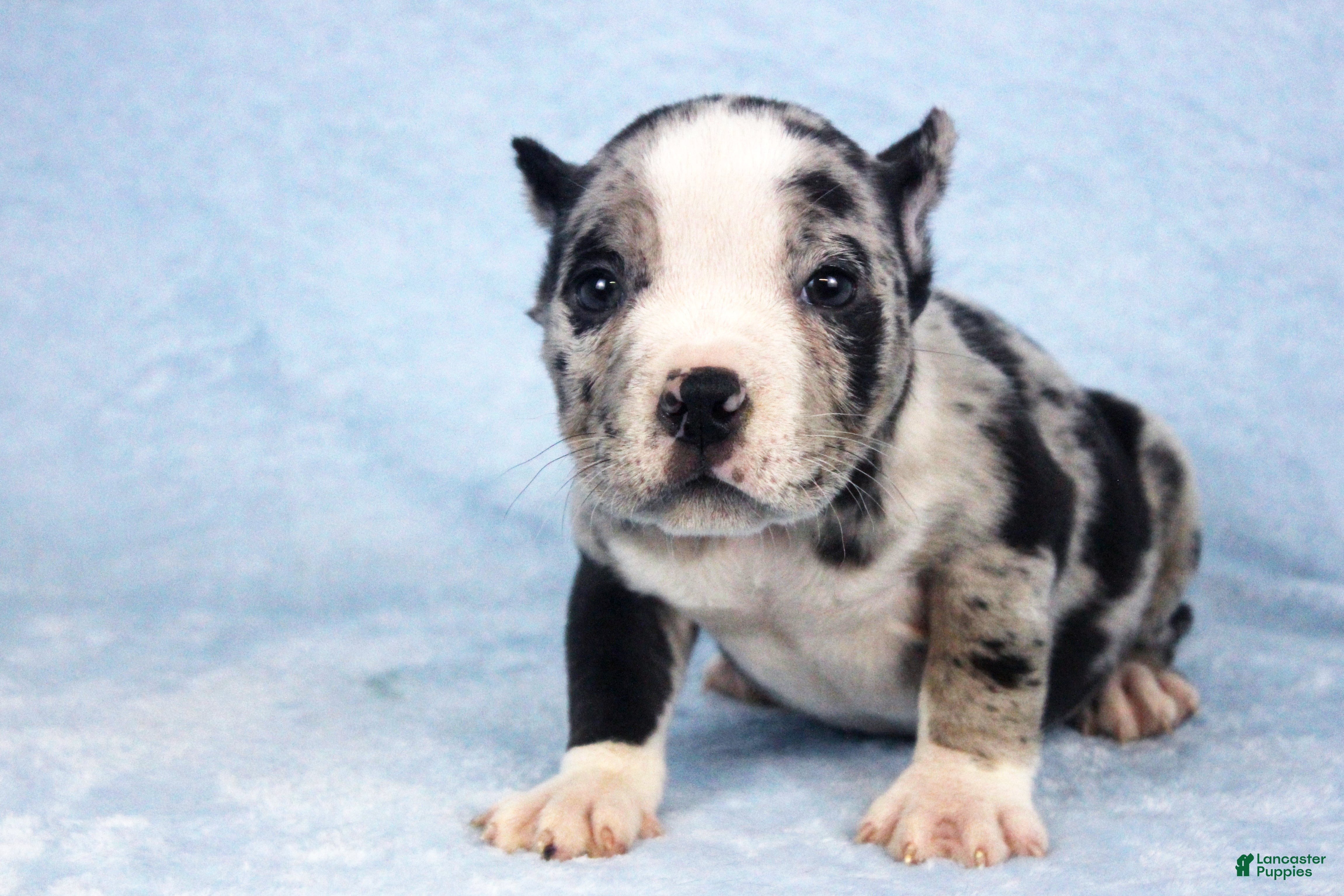 American Bully dogs Black Merle Female - Ad 1
