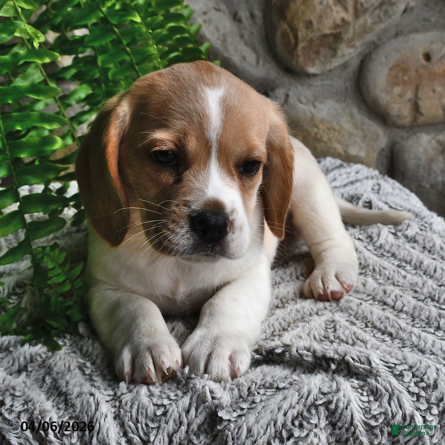 Mixed Breed dogs Lilly - Ad 2