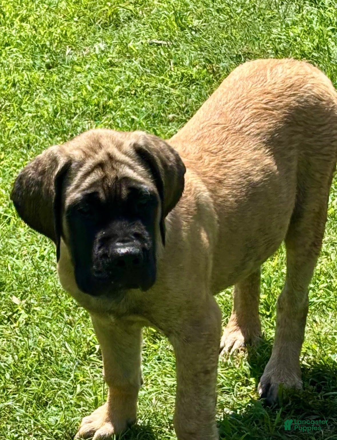 English Mastiff dogs English Mastiff 1 - Ad 1