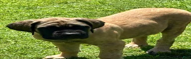 English Mastiff 1