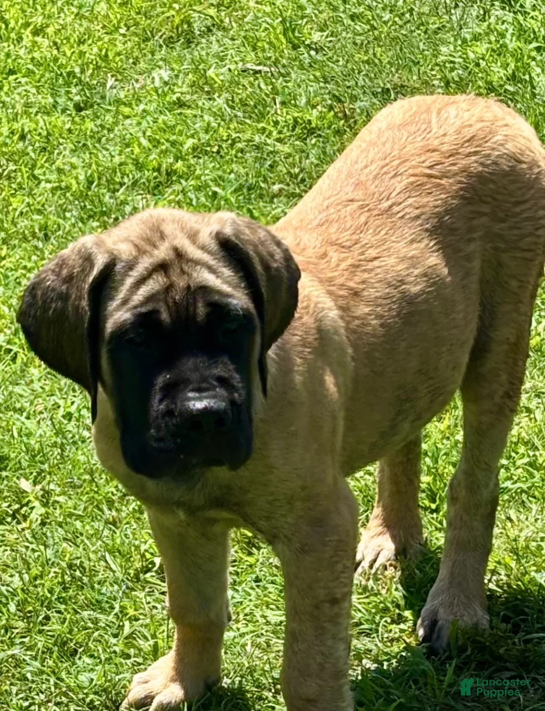 English Mastiff dogs for sale: English Mastiff 1 - Ad 1