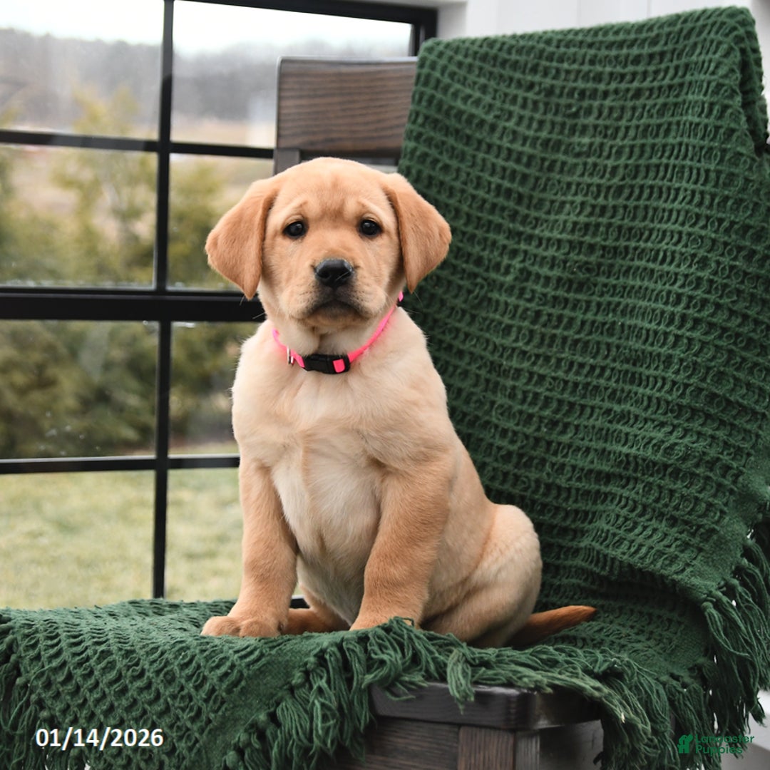 Labrador Retriever dogs for sale: Lily - Ad 1