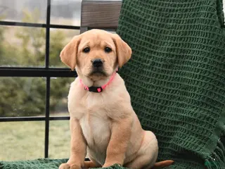 Labrador Retriever dogs Lily - Ad 30