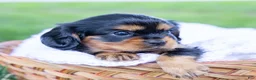 Cavalier King Charles Spaniel dogs for sale: Spanky - Ad 10