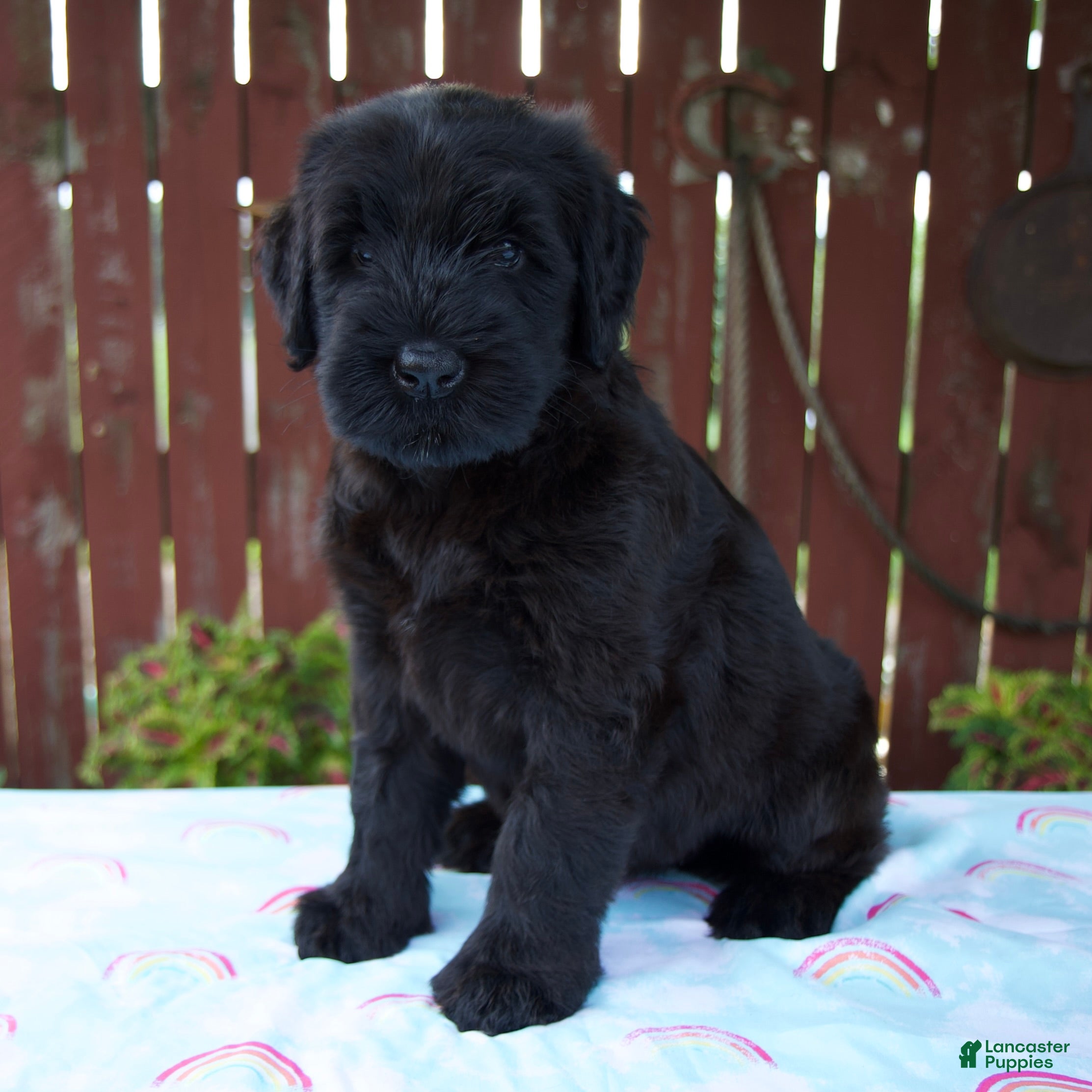Giant Schnauzer dogs Luann - Ad 2