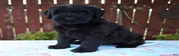 Giant Schnauzer dogs for sale: Luann - Ad 2