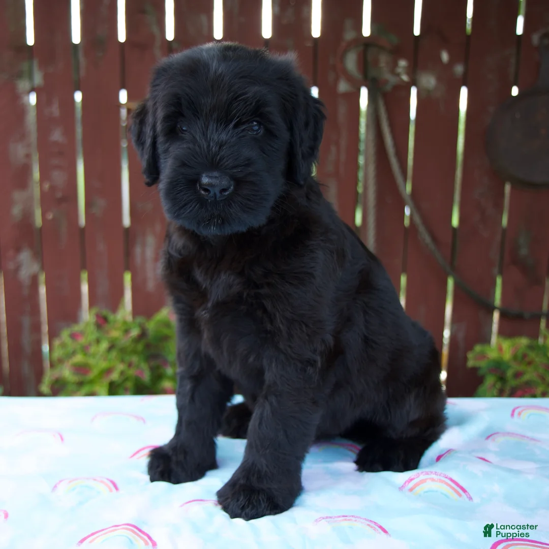 Giant Schnauzer dogs for sale: Luann - Ad 2