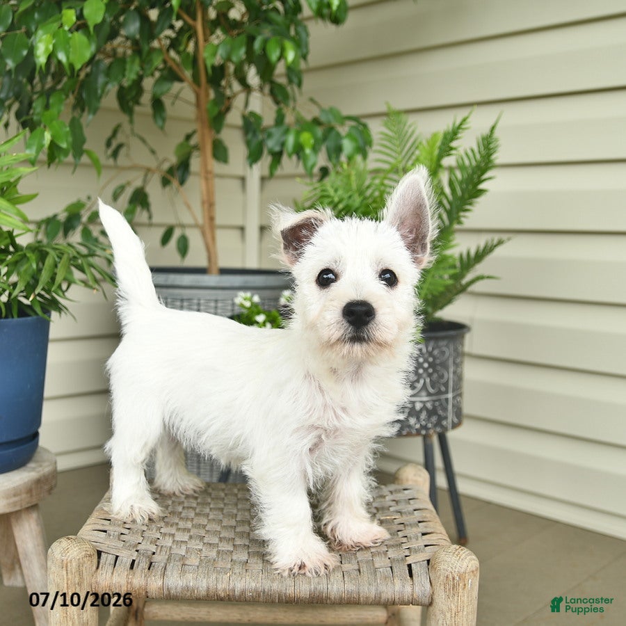 West Highland Terrier dogs Lilac  - Ad 2