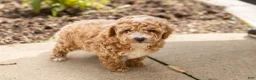 Miniature Poodle dogs for sale: Torin  - Ad 4
