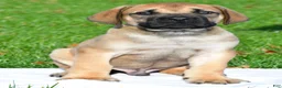 English Mastiff dogs for sale: Axe - Ad 1