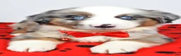 Miniature Australian Shepherd dogs for sale: Cletus - Ad 10