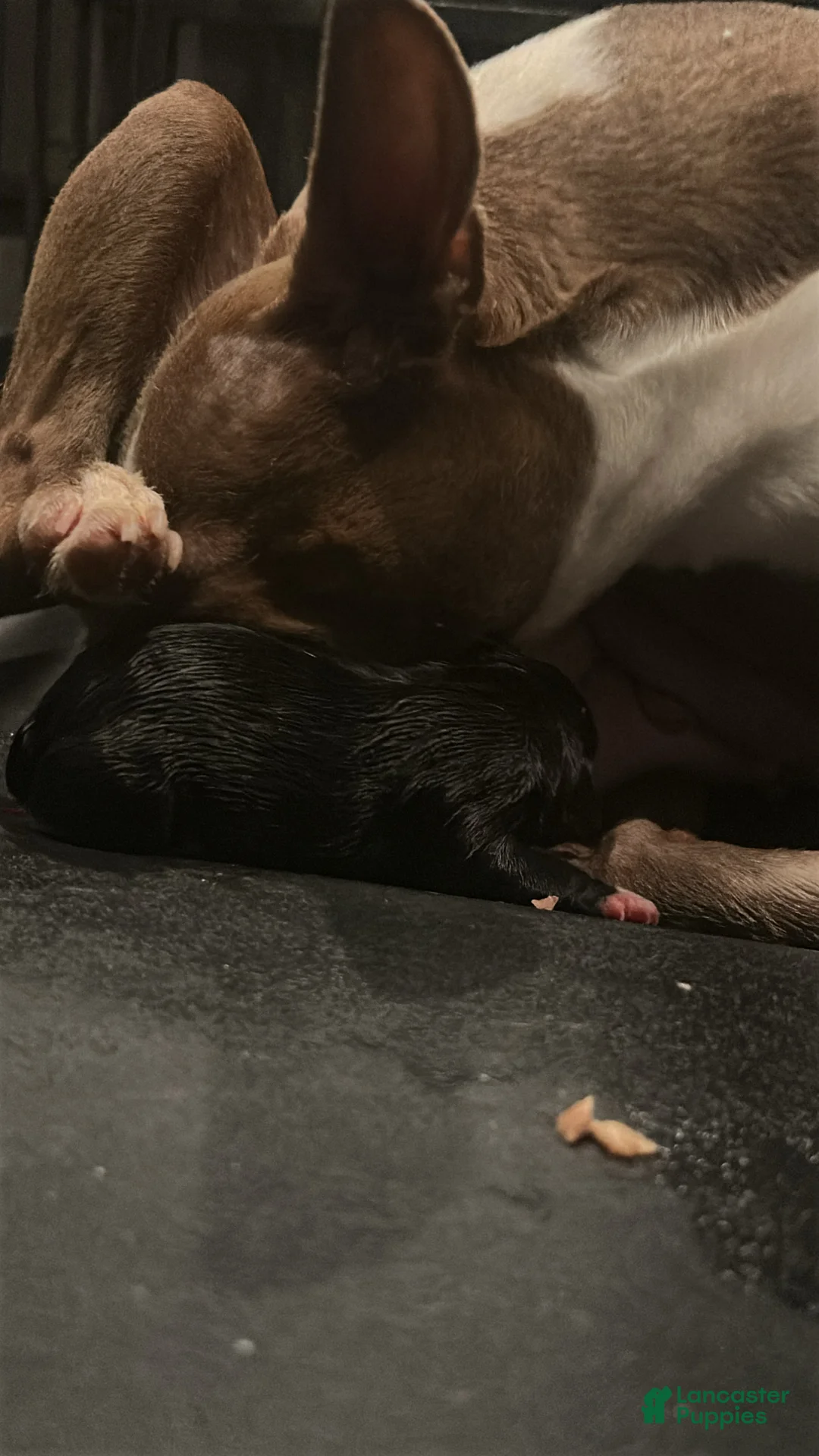 Boston Terrier dogs for sale: Tatum - Ad 2