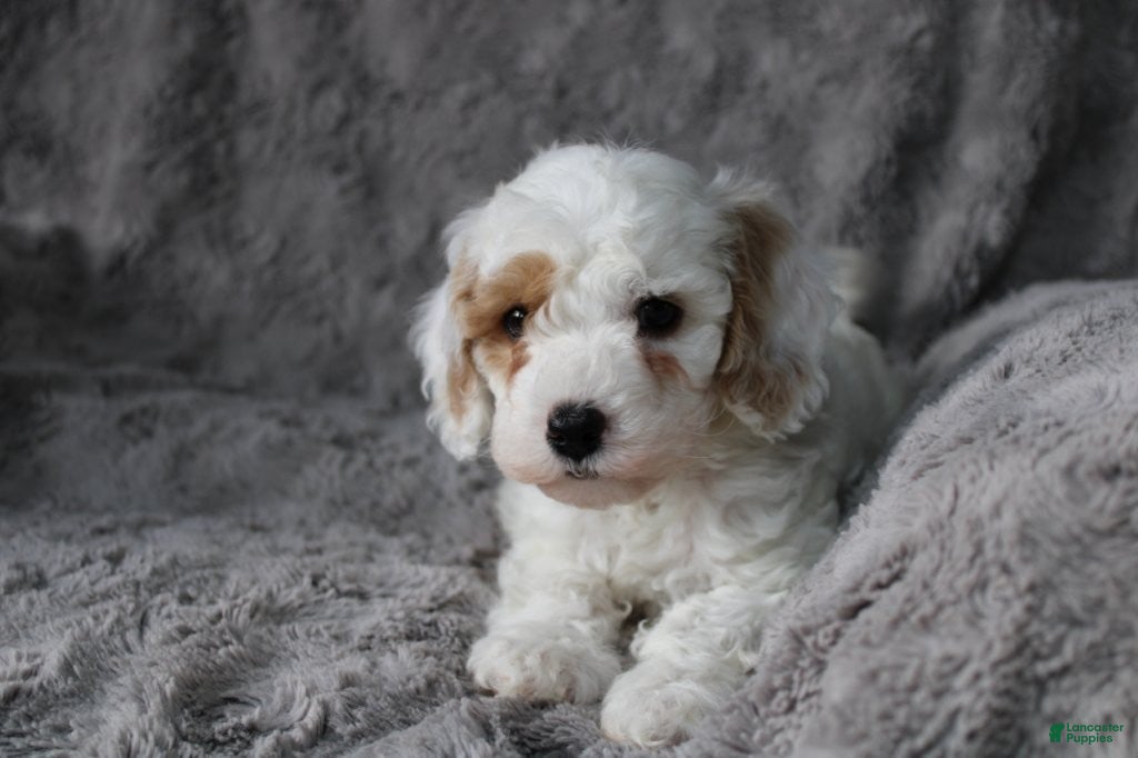 Mixed Breed dogs CavaPooChon male - JOB - Ad 19