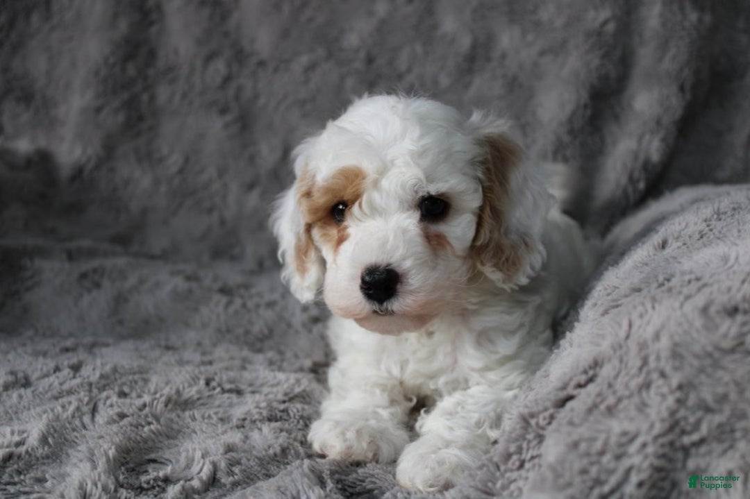 Mixed Breed dogs for sale: CavaPooChon male - JOB - Ad 1