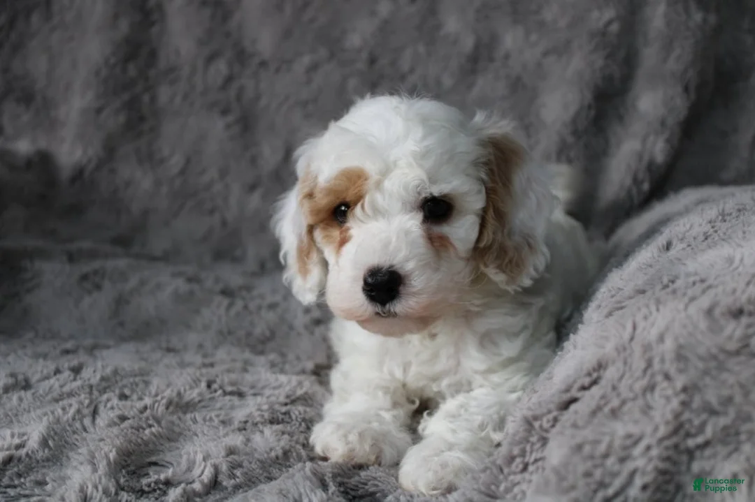 Mixed Breed dogs for sale: CavaPooChon male - JOB - Ad 1