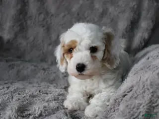 Mixed Breed dogs CavaPooChon male - JOB - Ad 22