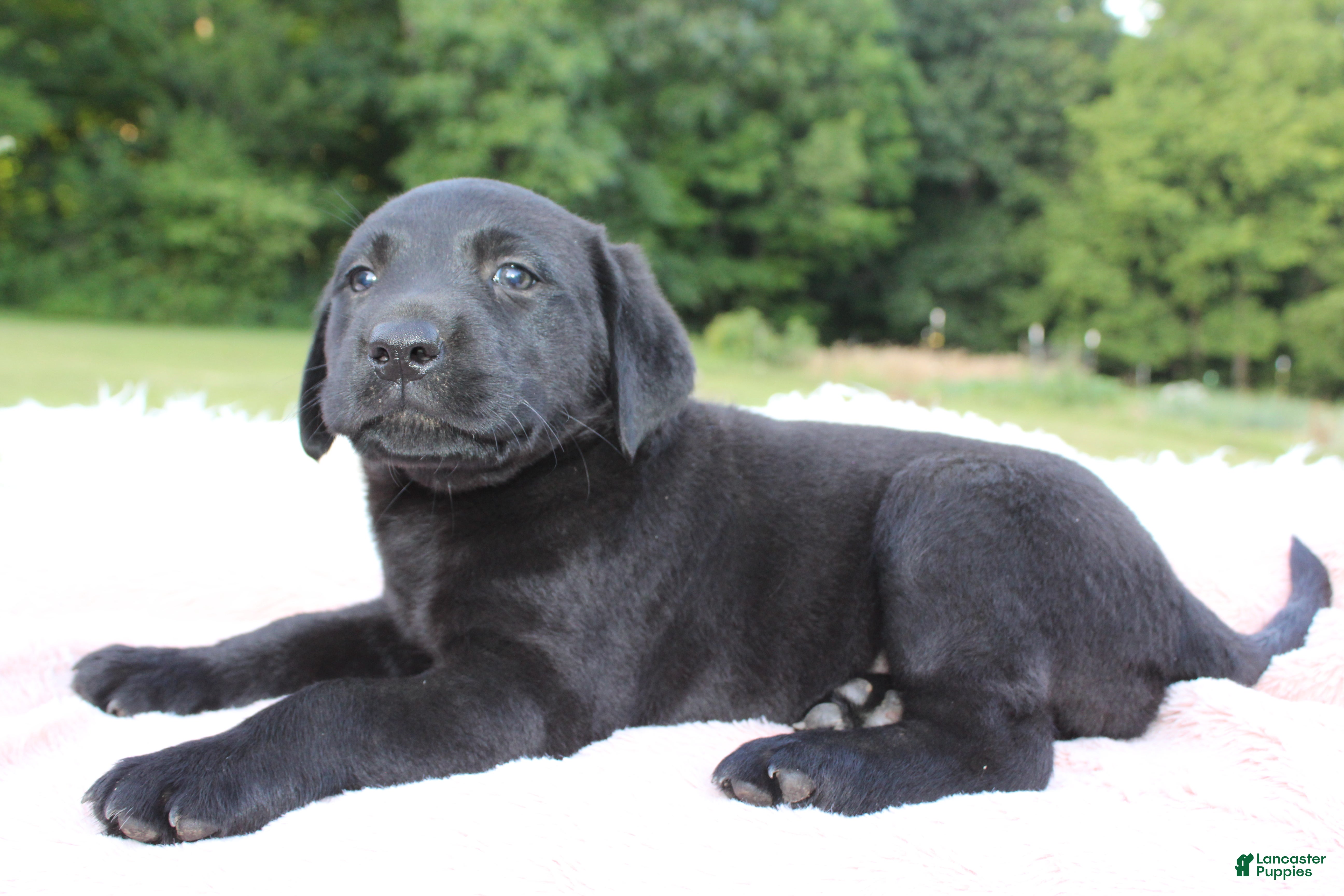 Labrador Retriever dogs Lady - Ad 1