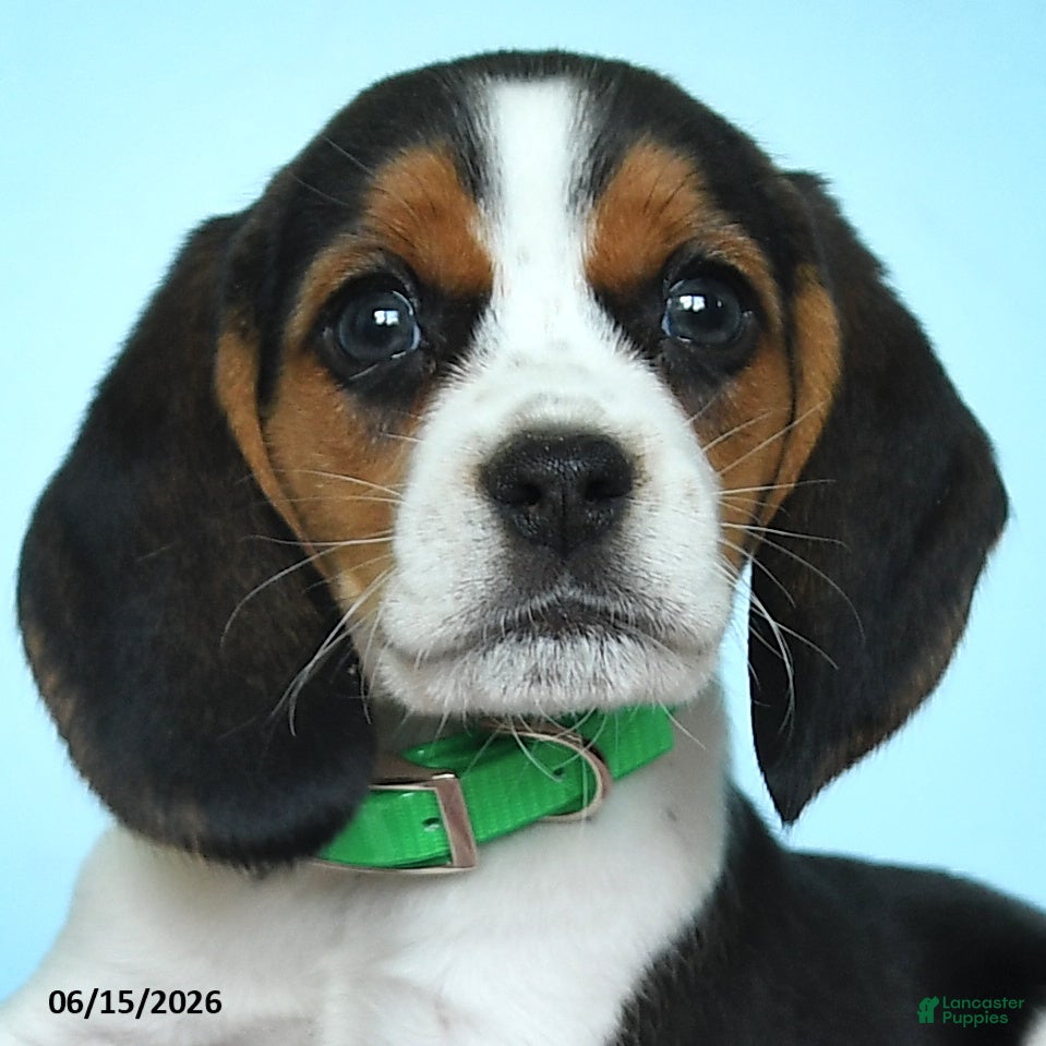 Beagle dogs Wade - Ad 2