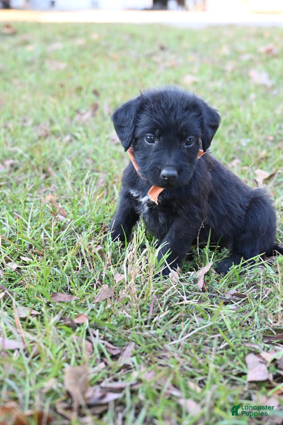 Mixed Breed dogs for sale: Puppy 5 - Ad 2