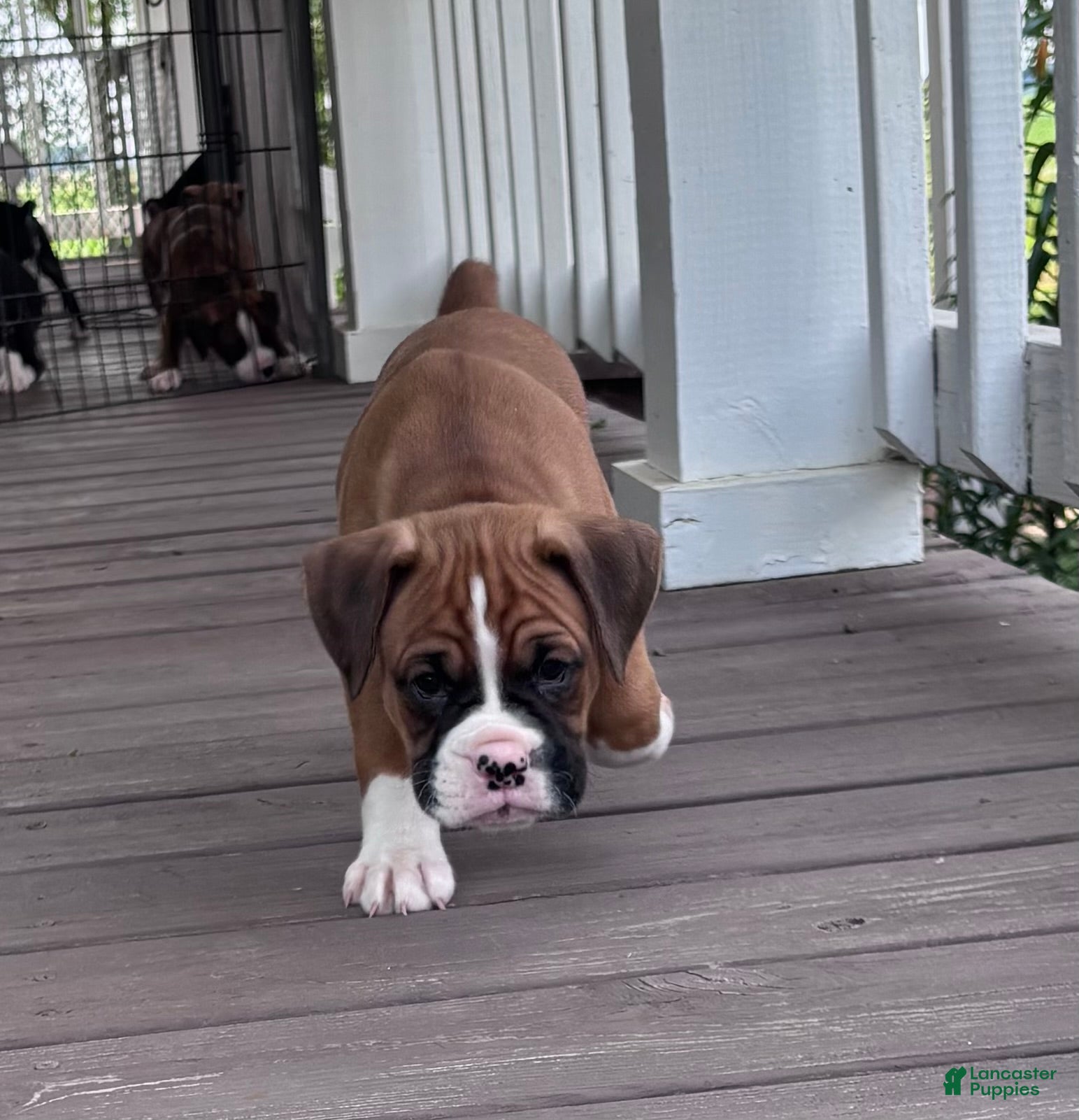 Boxer dogs Amos - Ad 2