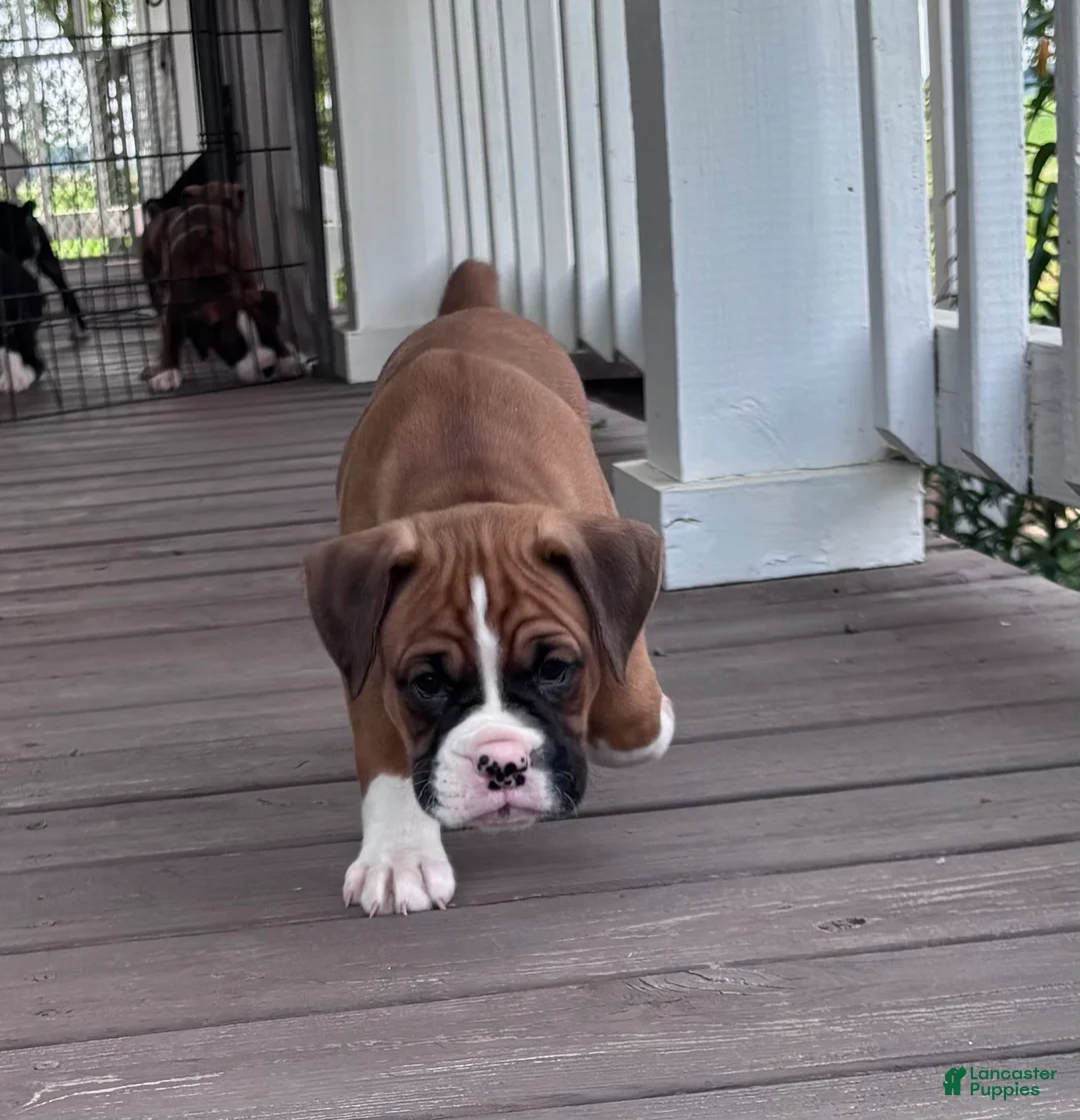 Boxer dogs for sale: Amos - Ad 2