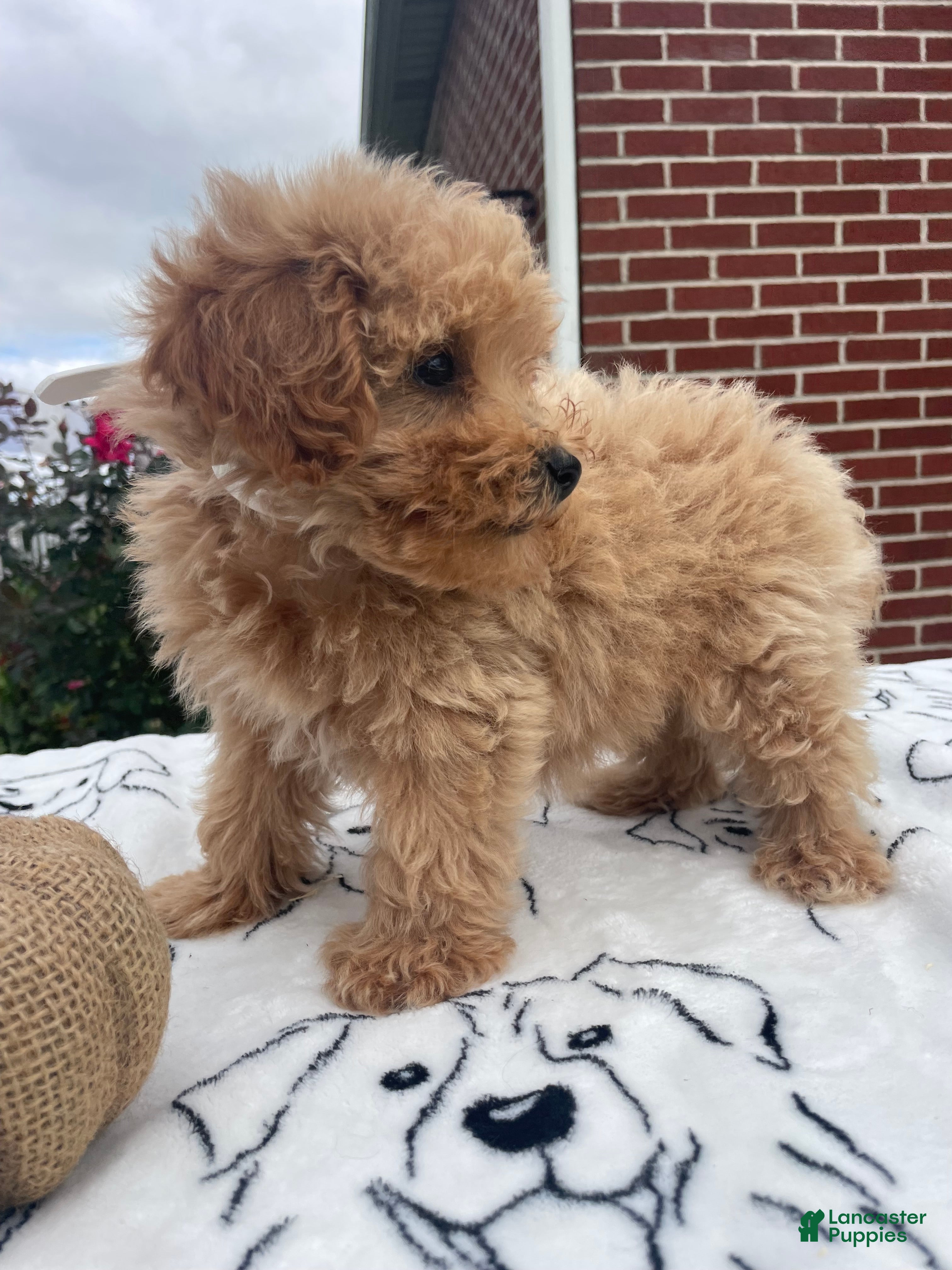 Yorkiepoo dogs Barbie - Ad 2