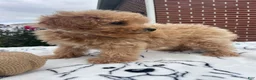 Yorkiepoo dogs for sale: Barbie - Ad 2
