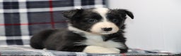 Border Collie dogs for sale:  Sadie - Ad 4