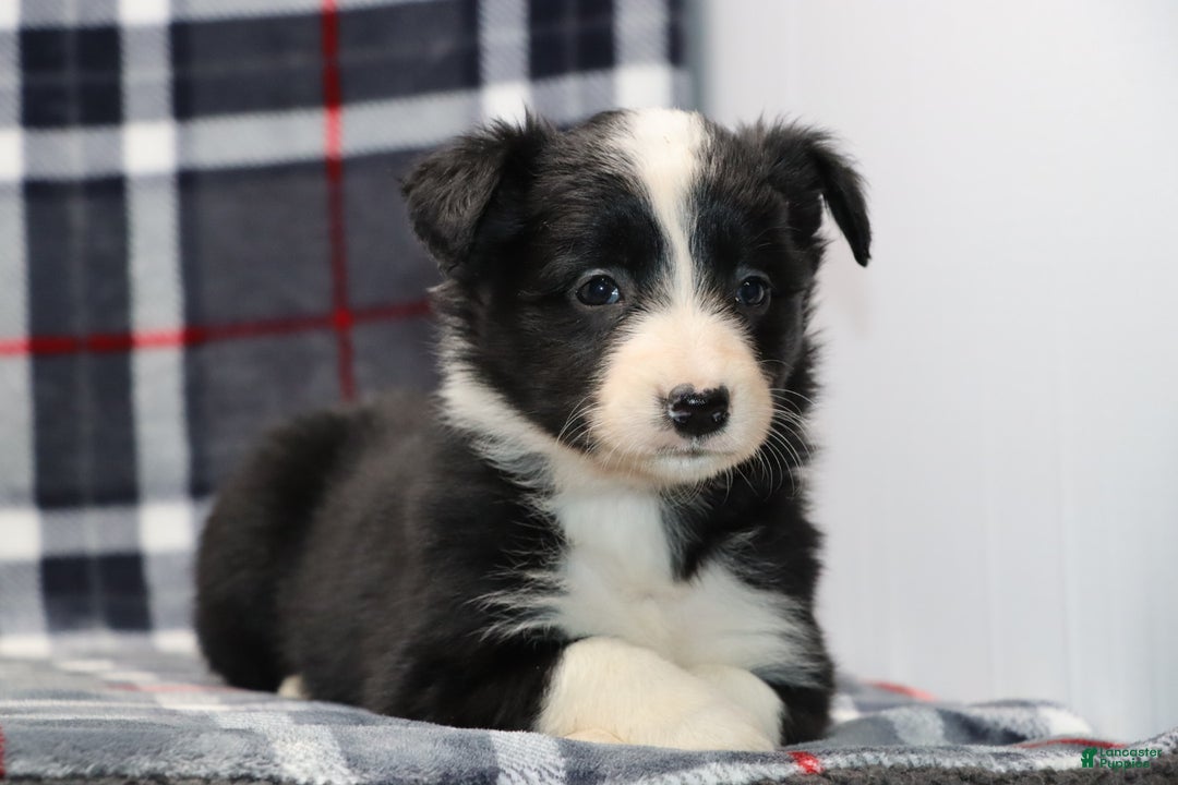 Border Collie dogs for sale:  Sadie - Ad 4