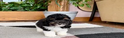 Mixed Breed dogs for sale: Maltipoo/Havanese boy 1 - Ad 7