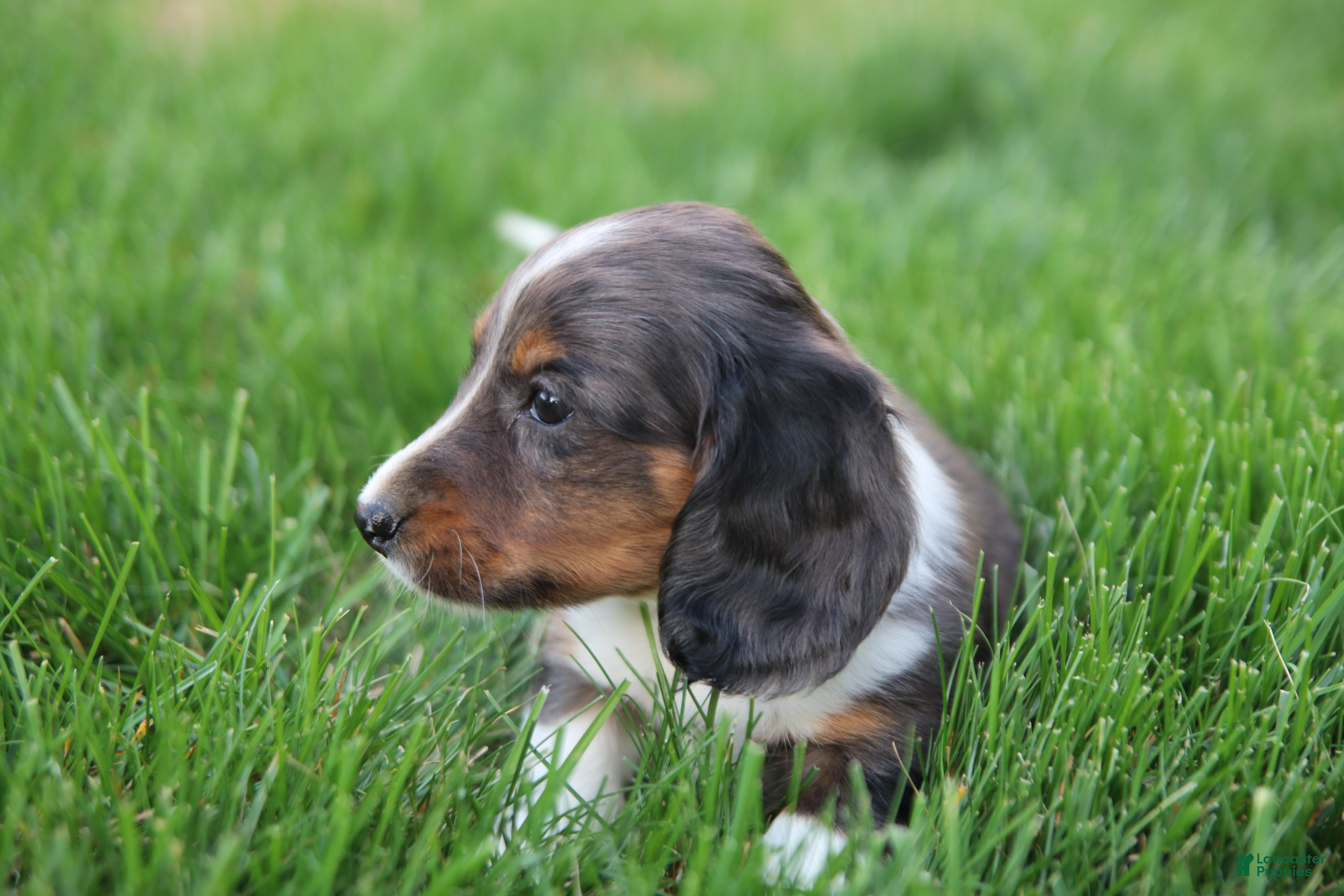Miniature Dachshund dogs Toby - Ad 2