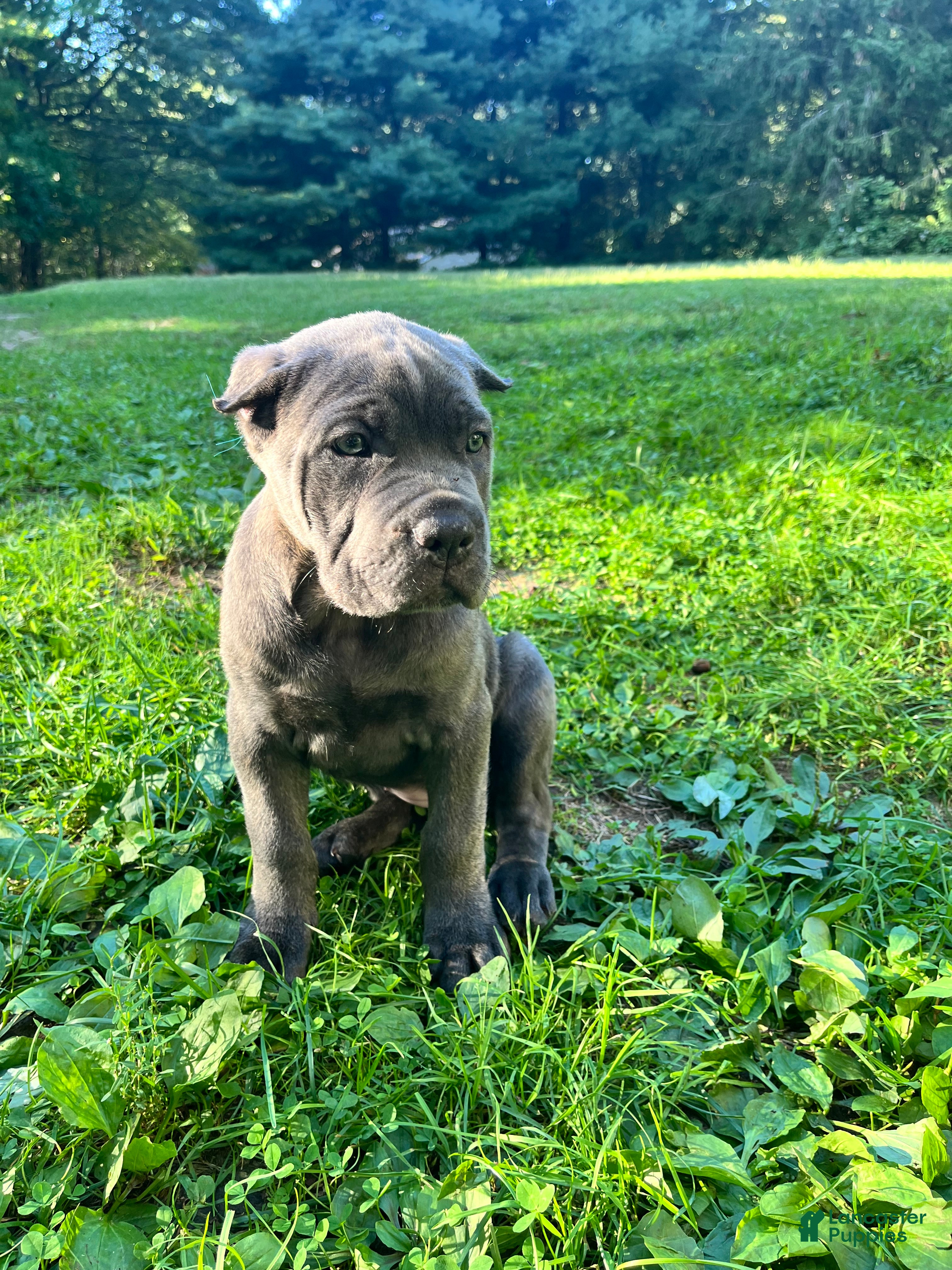 Cane Corso dogs Cane Corso 1 - Ad 2