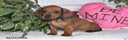 Miniature Dachshund dogs for sale: Hunter - Ad 3